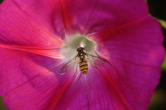 BESANCON: Un syrphes (Syrphidae) dans une fleur de liseron.