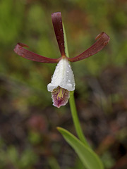 Cleistesiopsis oricamporum (Coastal Plains Spreading Pogonia orchid)
