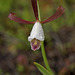 Cleistesiopsis oricamporum (Coastal Plains Spreading Pogonia orchid)