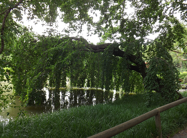 Tree in the Japanese Garden in the Brooklyn Botanic Garden, June 2012