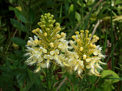 Platanthera Xlueri (Platanthera ciliaris x Platanthera conspicua)