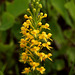 Platanthera cristata (Crested Fringed orchid)