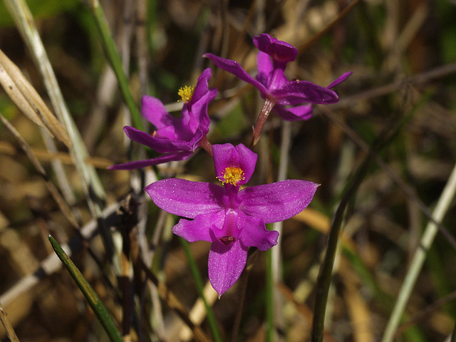 Calopogon barbatus (Bearded Grass-Pink orchid)