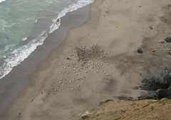 Pacifica seabirds (0478)