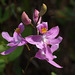 Calopogon barbatus (Bearded Grass-Pink orchid)