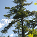 Pine on Pine Island