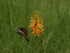 Platanthera ciliaris (Yellow Fringed orchid) and Papilio troilus (Spicebush Swallowtail butterfly)