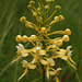 Platanthera Xlueri (Platanthera consipicua x Platanthera ciliaris) hybrid orchid