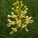 Platanthera Xlueri (Platanthera consipicua x Platanthera ciliaris) hybrid orchid