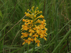 Platanthera Xchannellii (Platanthera ciliaris x Platanthera cristata) hybrid orchid