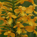 Platanthera Xchannellii (Platanthera ciliaris x Platanthera cristata) hybrid orchid