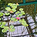 Reflection Under Monet's Bridge – New York Botanical Garden, New York, New York