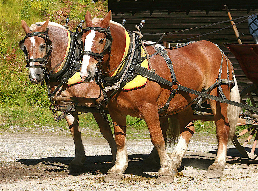 Barkerville horses.