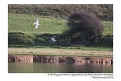 Gull harrying a Heron - Cuckmere - 19.11.2010