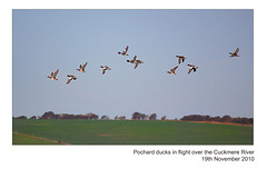 Pochard ducks & drakes in flight - Cuckmere River - 19.11.2010