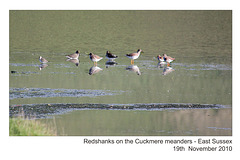 Redshanks - Cuckmere - 19.11.2010