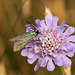 Forester on Scabious