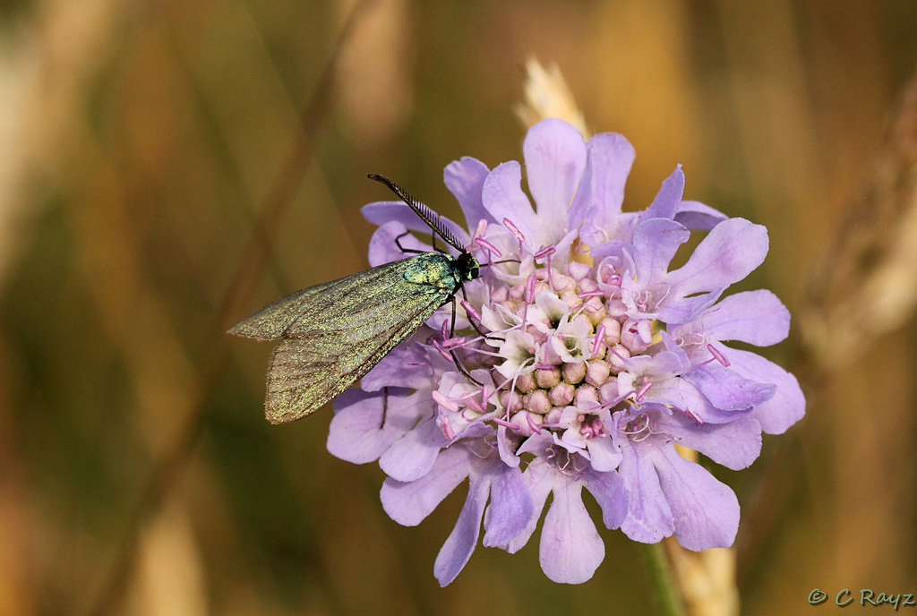 Forester on Scabious