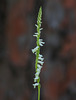 Spiranthes praecox (Grass-leaved Ladies'-tresses orchid, Greenvein Ladies'-tresses orchid)