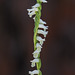 Spiranthes praecox (Grass-leaved Ladies'-tresses orchid, Greenvein Ladies'-tresses orchid)