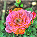 Mélange de deux fleurs: une rose et un pavot.