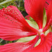 Scarlet Rose Mallow  – New York Botanical Garden, New York, New York