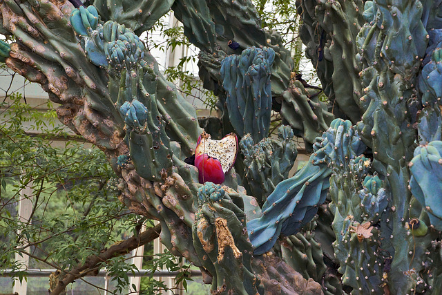 "Giant Club" Cactus – New York Botanical Garden, New York, New York