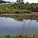 Wetland reflections