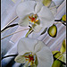 Orquideas blancas.