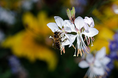 BESANCON: Une abeille (apis).