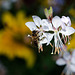 BESANCON: Une abeille (apis).