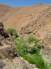Stanislaus Del Puerto Canyon Rd (0584)
