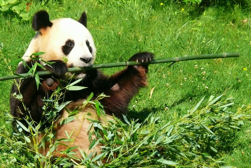 L'un des 2 pandas du zoo de Beauval
