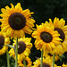 Sunflowers - 8 August 2013