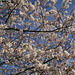 Obligatory cherry blossom shot