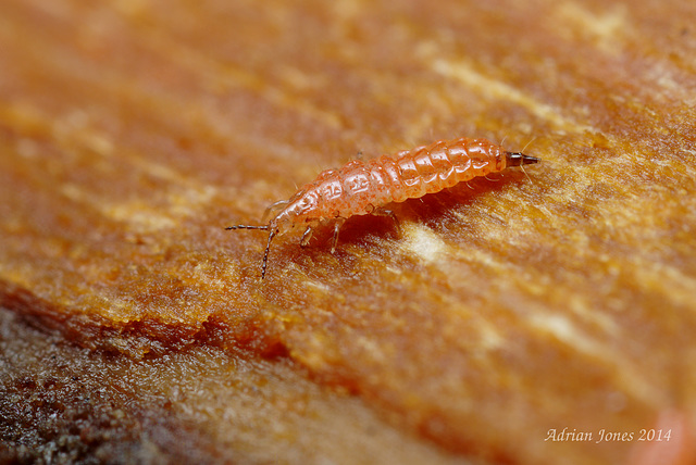 Phlaeothripidae larva (Tube Tailed Thrip)