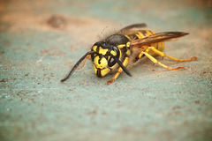 Wasp - Version 1