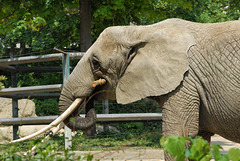 ZOO DE BALE: Un éléphant.