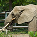 ZOO DE BALE: Un éléphant.