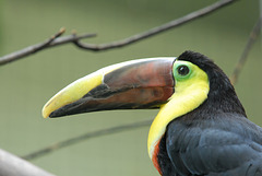 ZOO DE BALE: Un toucan à bec rouge