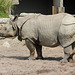 ZOO DE BALE: Un rhinocéros.