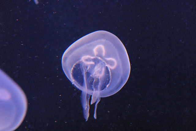ZOO DE BALE: Une méduse.