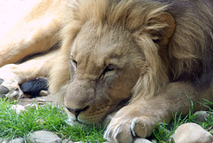 ZOO DE BALE: Un lion au repos.