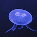 ZOO DE BALE: Une méduse.