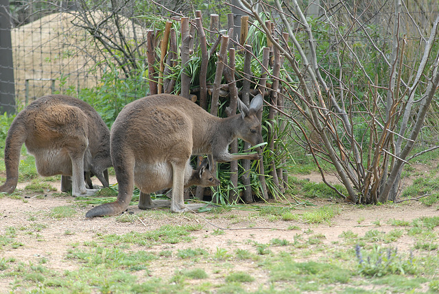 ZOO DE BALE: Un kangourou et son petit.