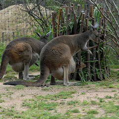 ZOO DE BALE: Un kangourou et son petit.