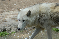 ZOO DE BALE: Un loups.