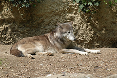 ZOO DE BALE: Un loup.