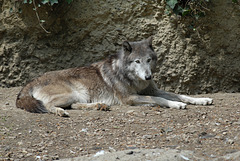 ZOO DE BALE: Un loup.