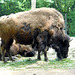 ZOO DE BALE: Un bison.